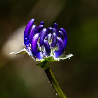 Ekstrakt z diabelskiego pazura